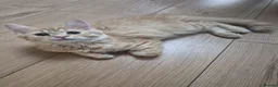Siberian cats for sale: 7 hypoallergenic Siberian kittens  in London - Advert 20