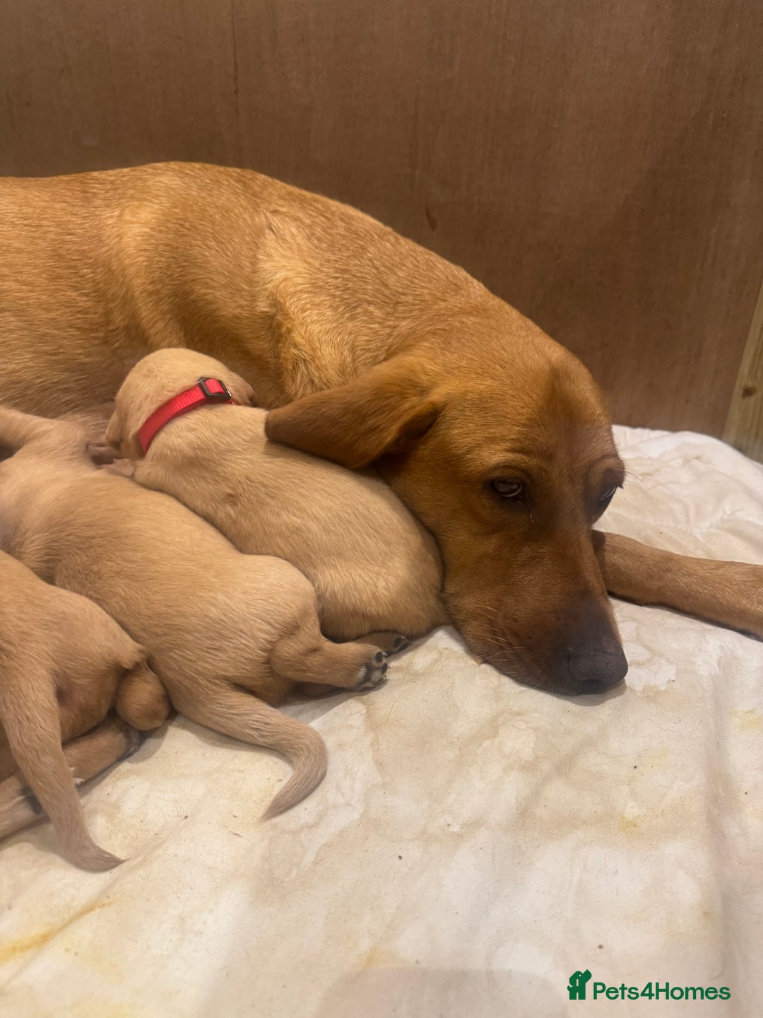 Labrador Retriever dogs for sale: Mixed Yellow and Red Labrador Puppies - Advert 3