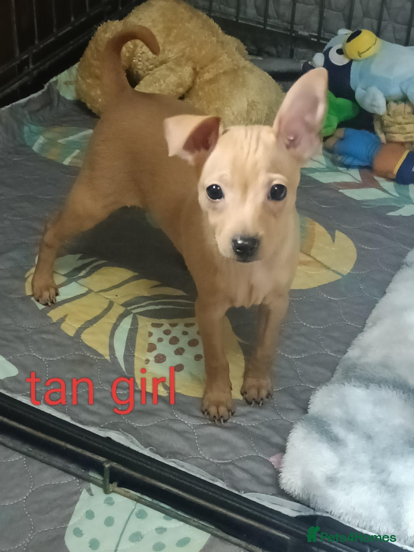 Miniature Pinscher dogs 1 Beautiful Miniature pincher girl left  - Advert 1