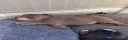English Bulldog dogs for sale: English Bulldog Puppies – 5 Girls & 2 Boys - Advert 23