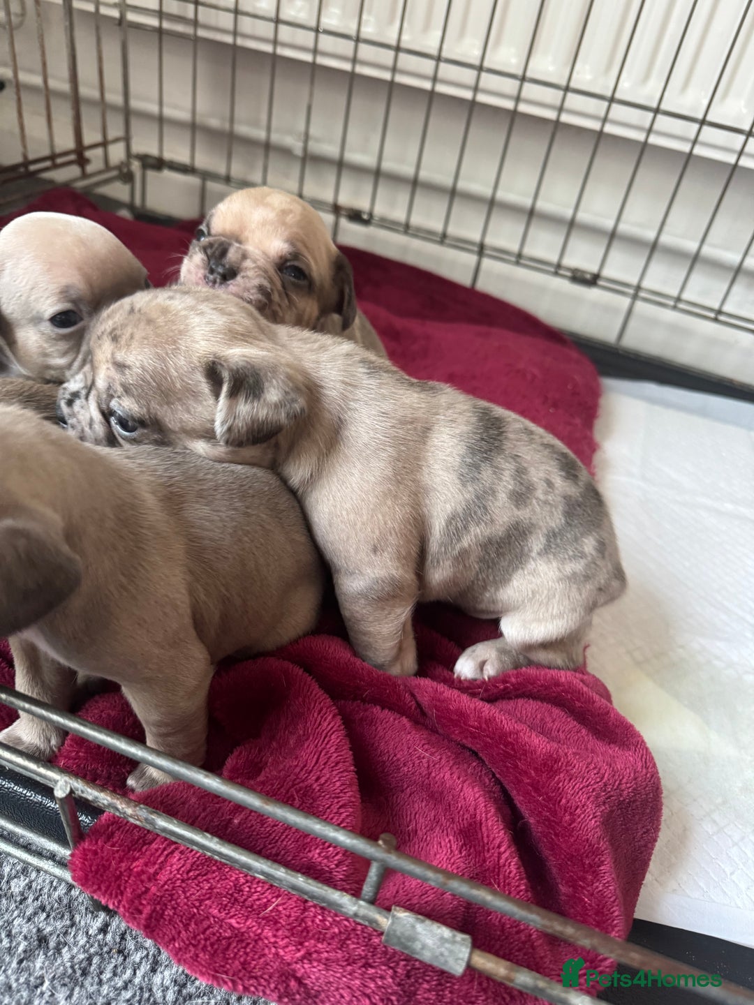 French Bulldog dogs for sale: Litter of mixed colour French bulldog puppies  - Advert 15