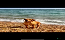 Labrador Retriever dogs for sale: Beautiful kc reg red labs. WORKING LINES - Image 13