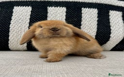Mini Lop rabbits for sale: Male mini lop for sale - Advert 11