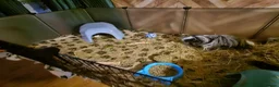 Guinea Pig rodents for sale: 2 male guinea pigs  in Colne - Advert 2