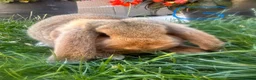 Mini Lop rabbits for sale: Mini Lop Rabbits For Sale  - Advert 14