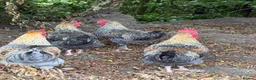 Chickens poultry for sale: 3 MarsBar Olive Egger cockerels for sale - Advert 2