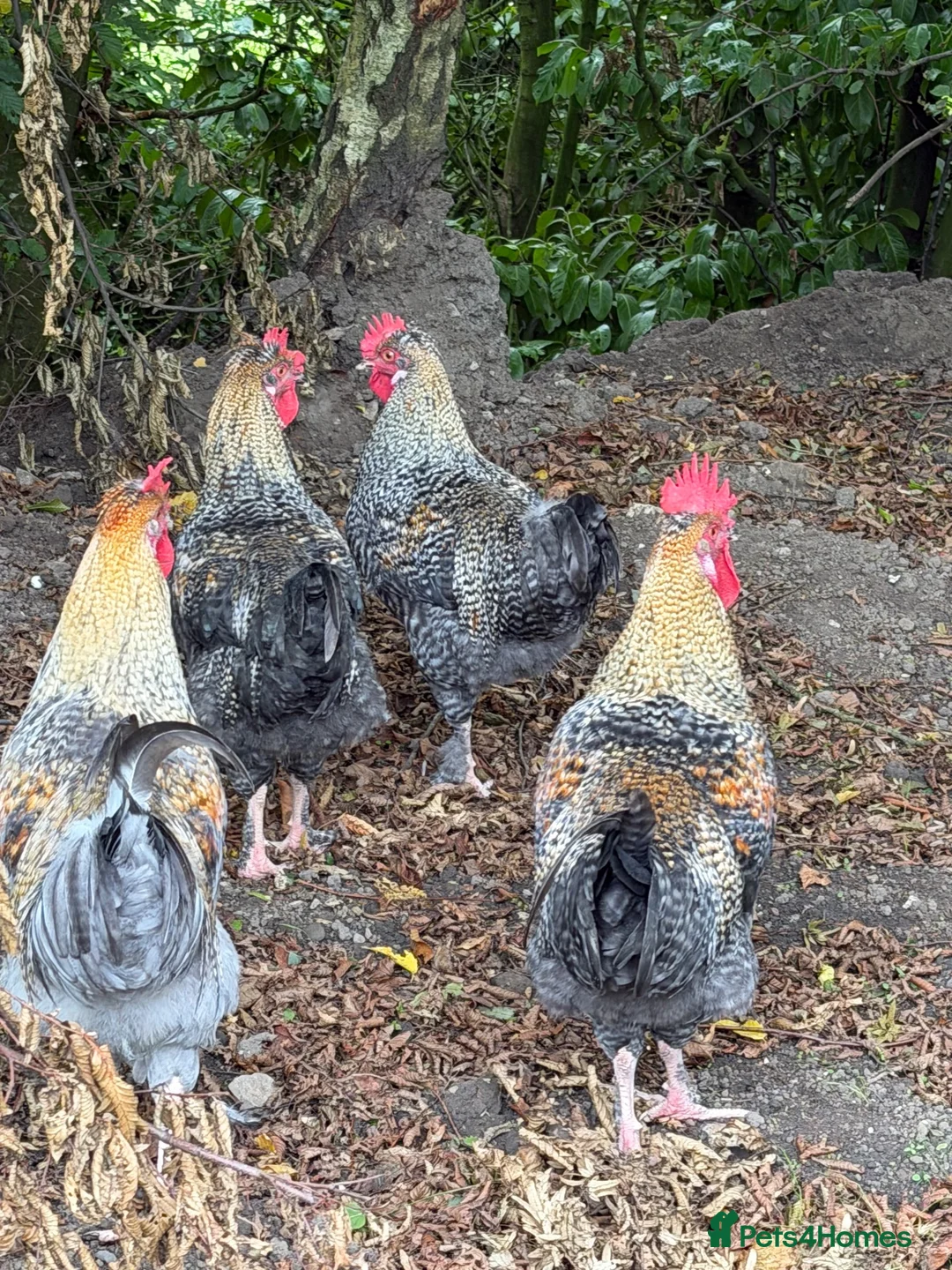 Chickens poultry for sale: 3 MarsBar Olive Egger cockerels for sale - Advert 2