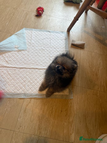 Pomeranian dogs - Advert 13