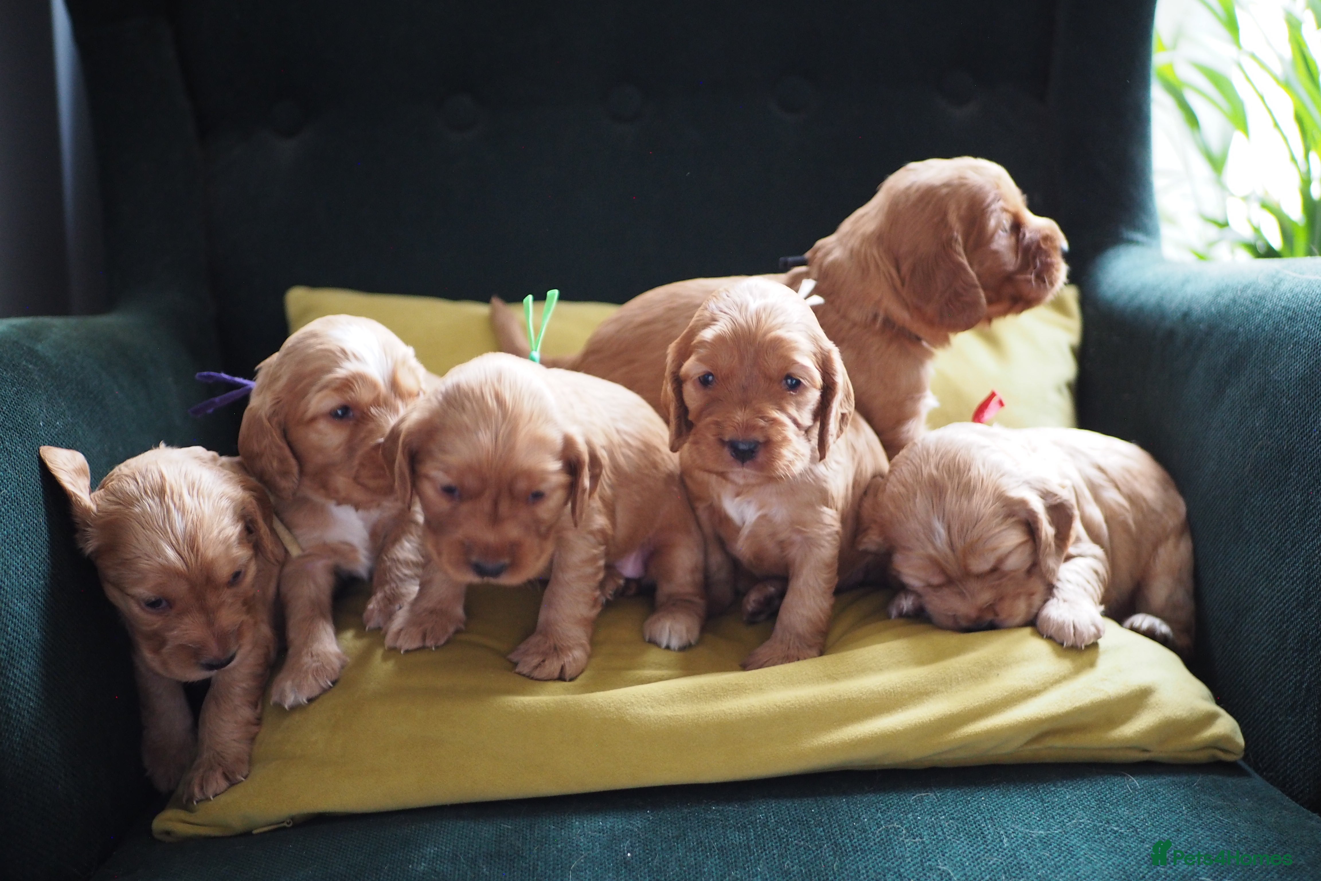 Cocker Spaniel dogs Gorgeous Cocker Spaniel Puppies  - Advert 1