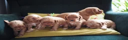 Cocker Spaniel dogs for sale: Gorgeous Cocker Spaniel Puppies  - Advert 1