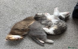 Scottish Fold cats for sale: 3 Scottish folds  in Uckfield - Image 8