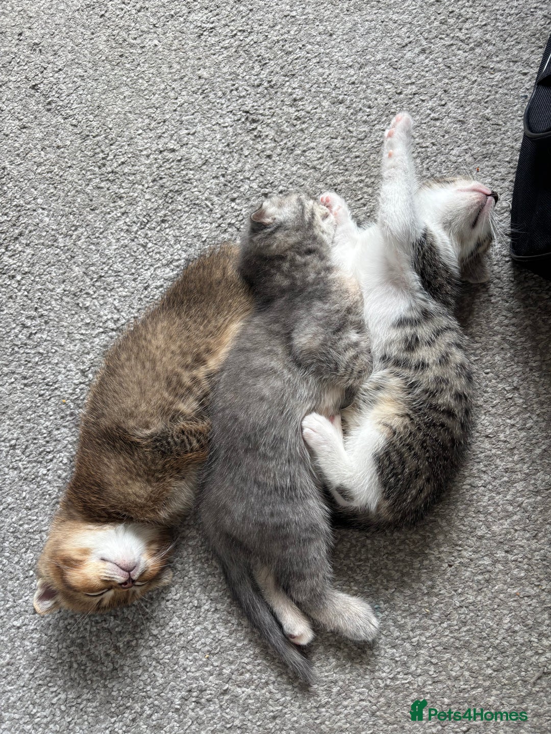Scottish Fold cats for sale: 3 Scottish folds  in Uckfield - Image 8