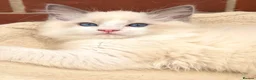 Ragdoll cats for sale: Stunning GCCF reg kittens available to 5* homes.  - Advert 26