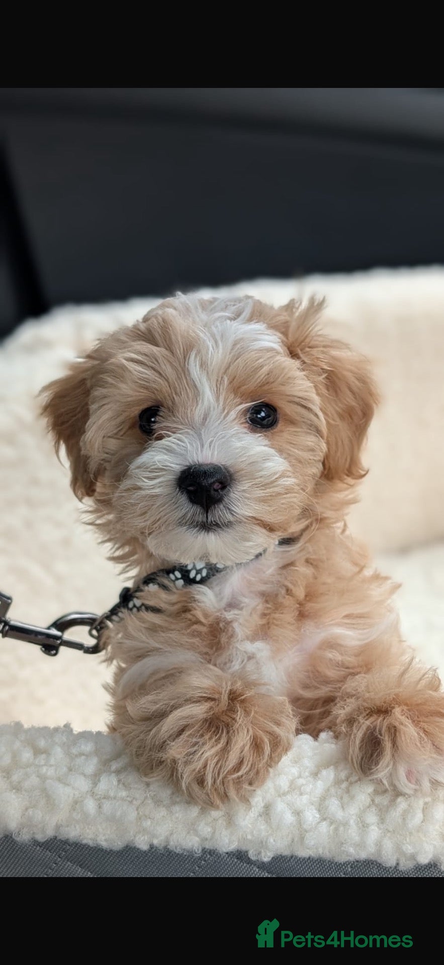 Maltipoo dogs Tiny Maltipoo,KC dna health clear parents 🥰 - Advert 2