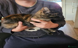 Mixed Breed cats for sale: 3kitten - Image 9