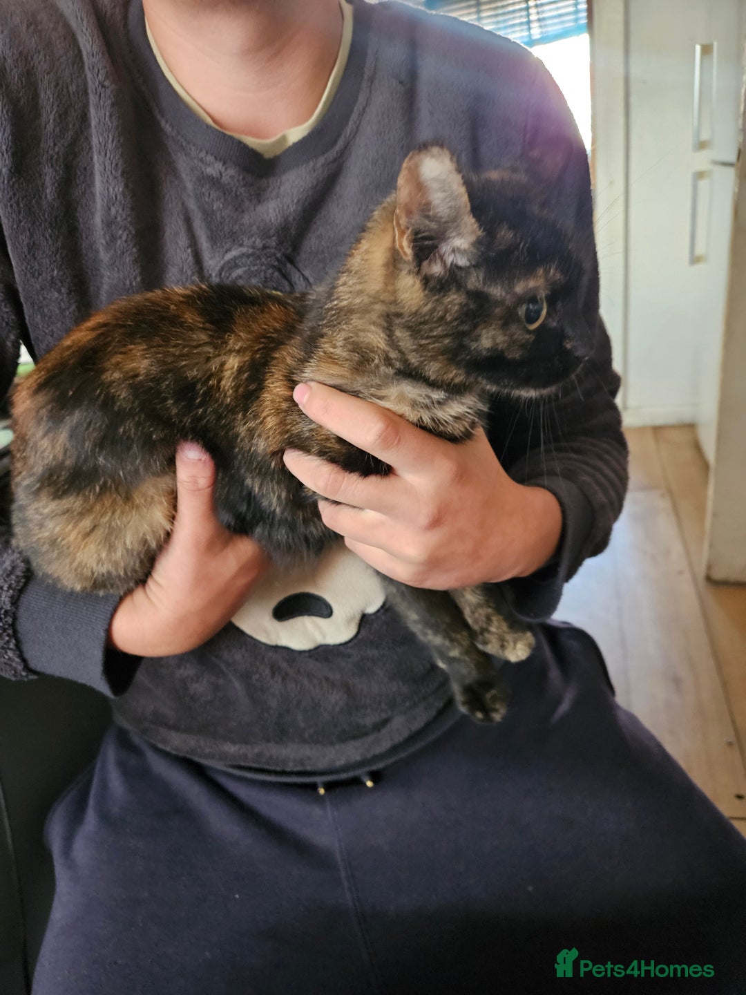 Mixed Breed cats for sale: 3kitten - Image 9