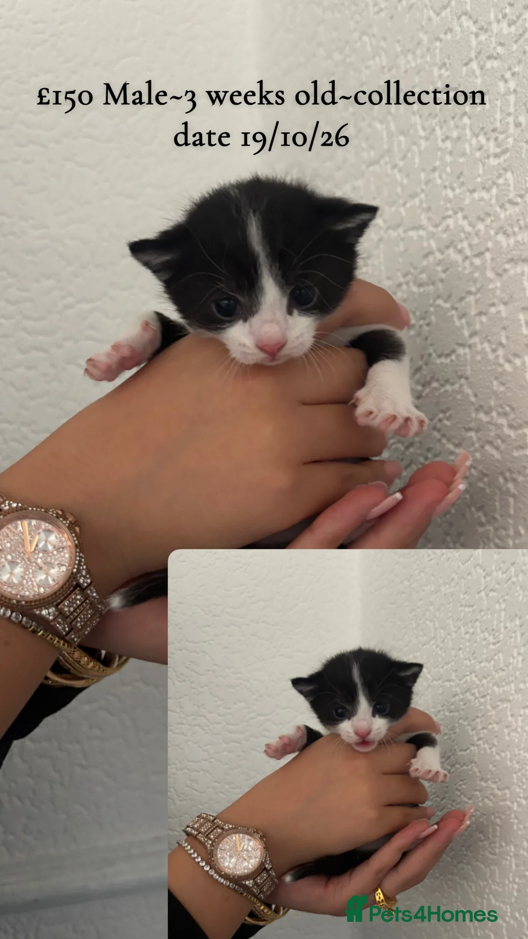 Mixed Breed cats for sale: Male kitten Raggamuffin/tabby mix  - Advert 2