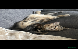 Mixed Breed cats for sale: Kitten for sale - Image 1