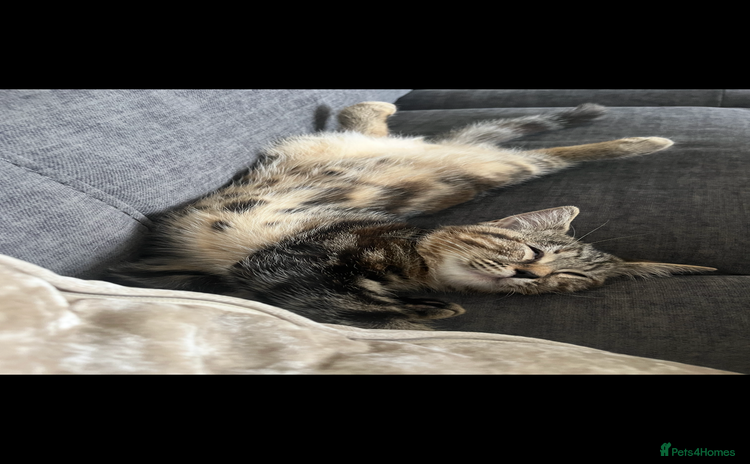 Mixed Breed cats - Advert 15