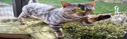 Bengal cats for sale: Beautiful big Silver spotted Bengal boy (ex stud) - Advert 8