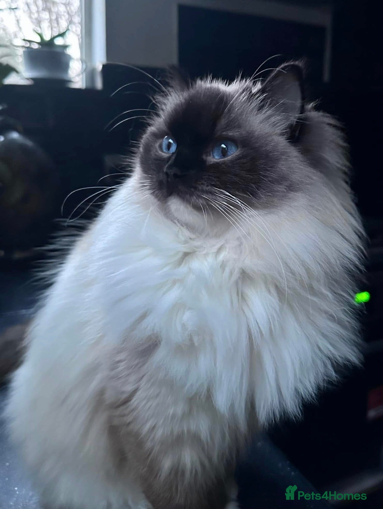 Ragdoll cats BEAUTIFUL BLUE TABBY BI/C BOY.  - Advert 2