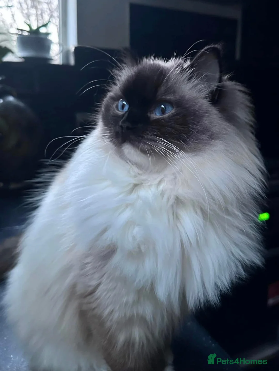 Ragdoll cats for sale: BEAUTIFUL BLUE TABBY BI/C BOY.  - Advert 1