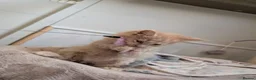 Maine Coon cats for sale: Stunning Tica pedigree boy kitten.  - Advert 3