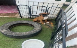 Boxer dogs for sale: KC Boxer Puppies by Winuwuk Walk It Talk It in Bridgwater - Image 5