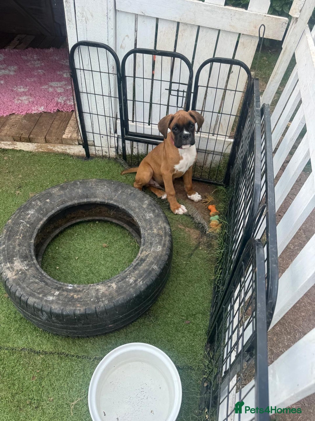 Boxer dogs for sale: KC Boxer Puppies by Winuwuk Walk It Talk It in Bridgwater - Image 5