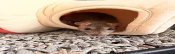 Rat rodents for sale: 3 female rats in Manchester - Advert 4