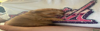 Pomeranian 1