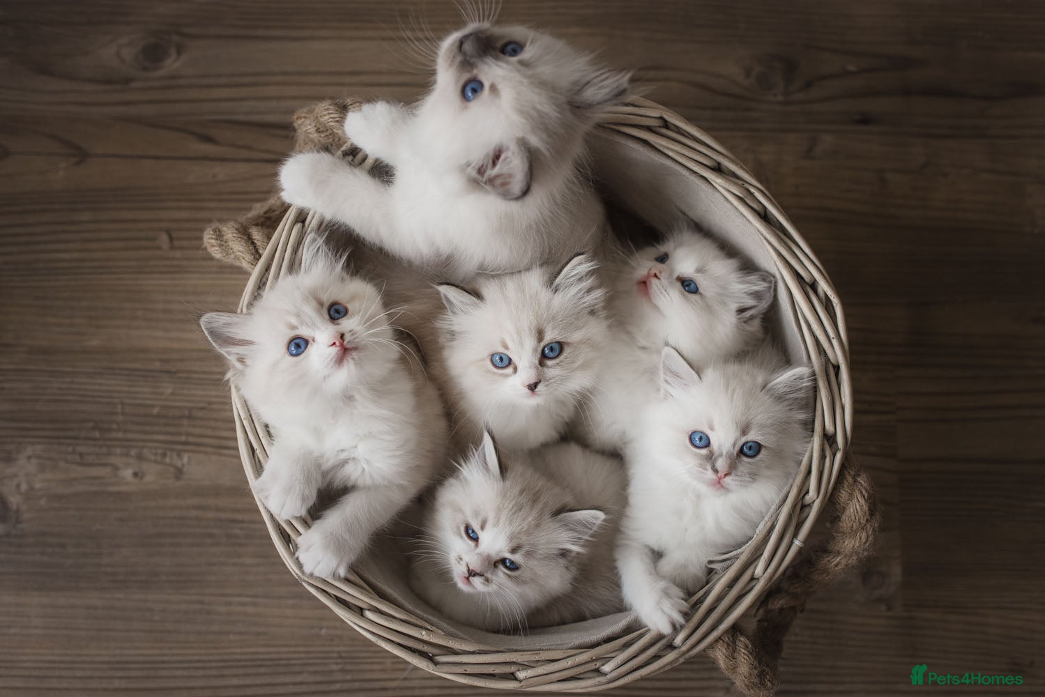 Ragdoll cats the Best Ragdoll kittens - Advert 1