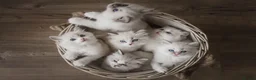 Ragdoll cats for sale: Seal Lynx Bicolour Ragdoll female ready now 💕 - Advert 9