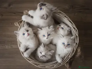 Ragdoll cats the Best Ragdoll kittens - Advert 1