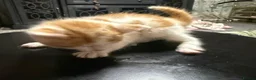 Mixed Breed cats for sale: Kao Mani Mix - Advert 7