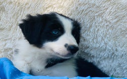 Border Collie dogs for sale: KC Reg Border Collie Puppies Health Tested Parents - Image 2