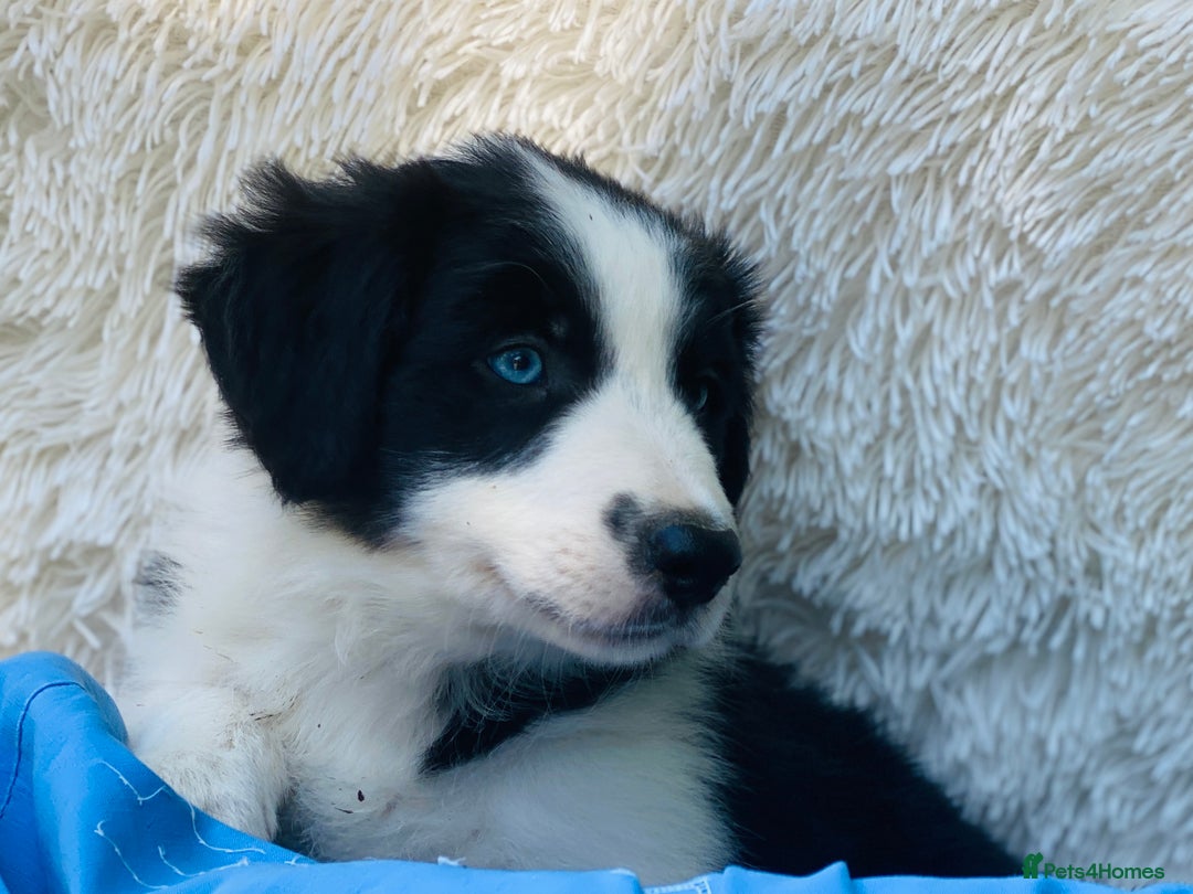Border Collie dogs for sale: KC Reg Border Collie Puppies Health Tested Parents - Image 2