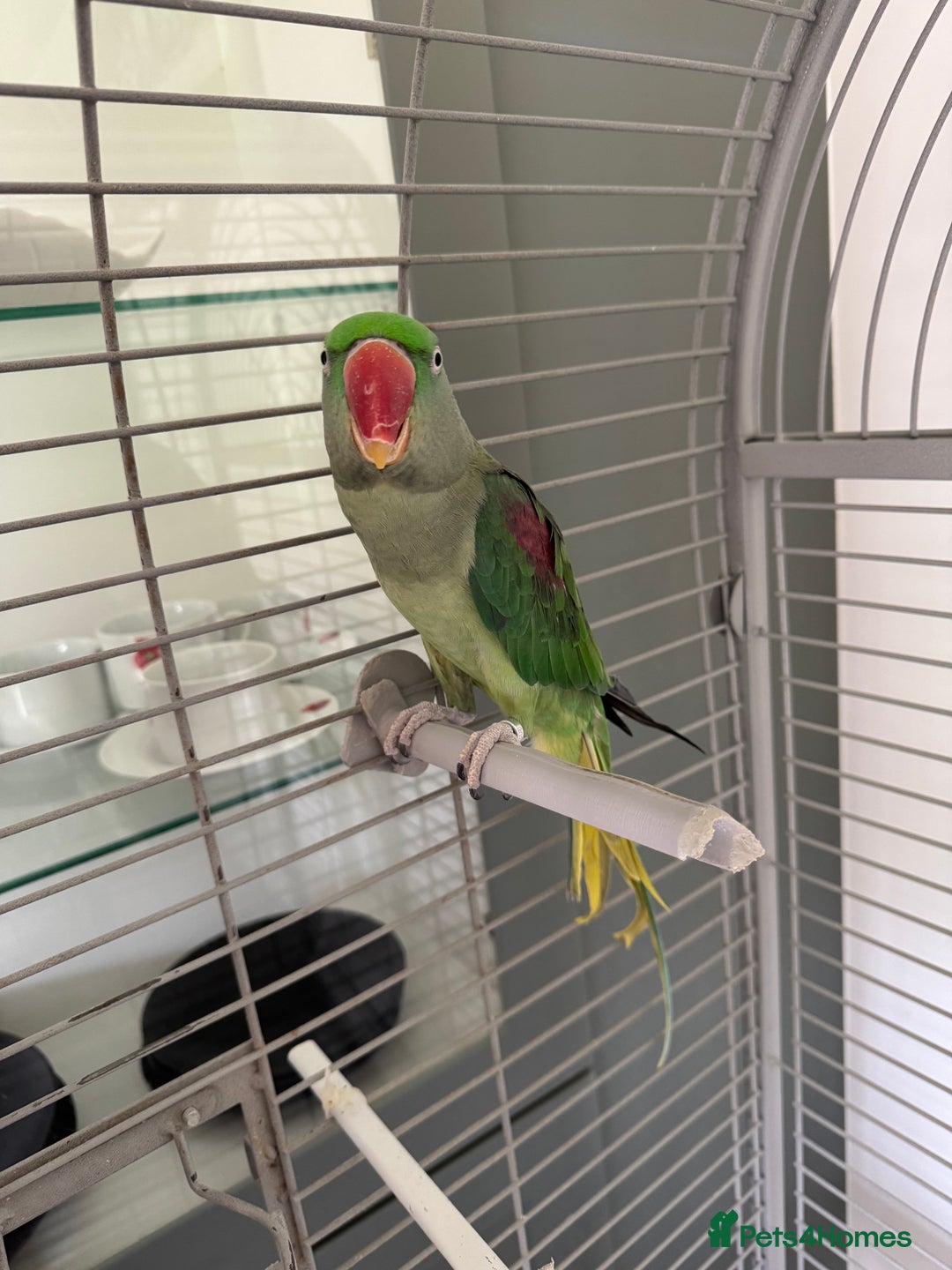 Parrots birds for sale: Alexandrian Parrot (semi-tamed) for sale  - Image 2