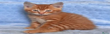 Ginger male 1 