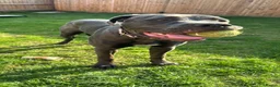 Cane Corso dogs for sale: Reluctantly rehoming my Beautiful Cane Corso - Advert 19