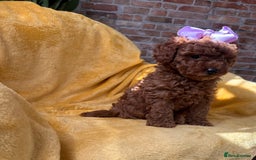 Toy Poodle dogs for sale: 🩵 Red Toy poodle 💫✨ - Image 8
