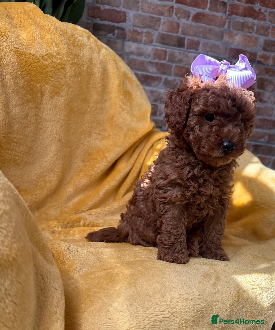 Toy Poodle dogs for sale: 🩵 Red Toy poodle 💫✨ - Image 8