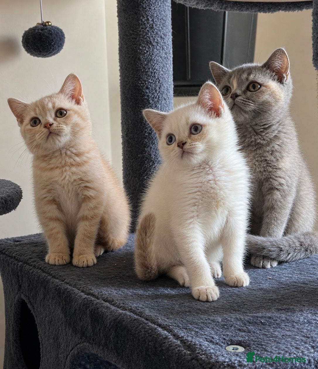 British Shorthair cats British shorthair kittens ready to leave soon  - Advert 1
