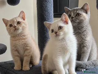 British Shorthair cats British shorthair kittens ready to leave 29th/9 - Advert 1