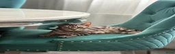 Bengal cats for sale: 2 TICA Active Bengal Boys - Advert 1
