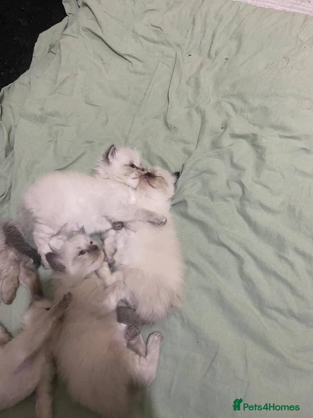 Ragdoll cats for sale: Ragdoll kittens (delivery available) - Advert 5