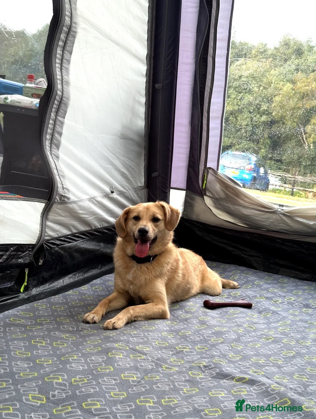 Mixed Breed dogs for sale: 3 year old male Dog for rehoming  - Advert 21