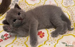 Russian Blue cats for sale: Pedigree Russian blue kittens - Ready to go - Image 7