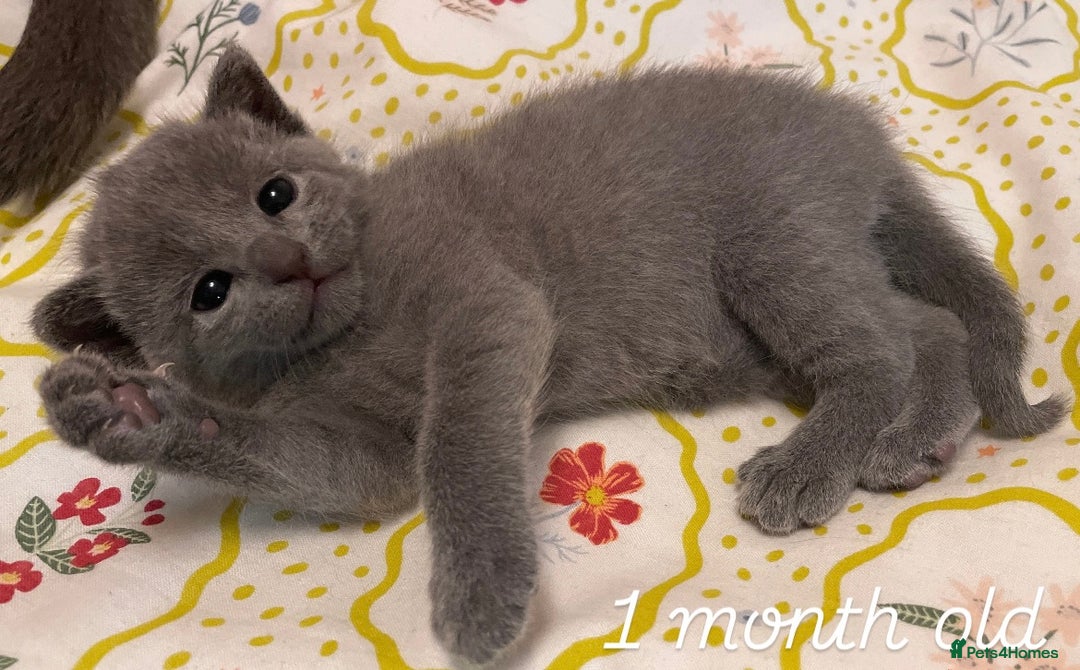 Russian Blue cats for sale: Pedigree Russian blue kittens - Ready to go - Image 7