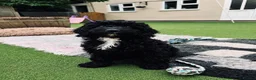 Sproodle dogs for sale: Stunning F1 Sproodles  - Advert 2